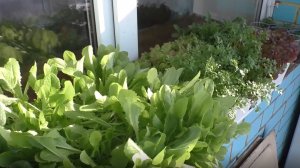 Выращивание салата, шпината, руколы и другой зелени зимой.