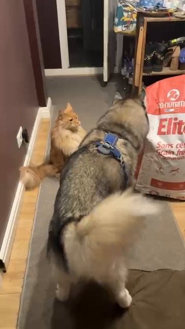 МейнкунХаски