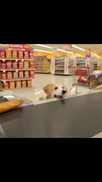 #животныевсупермаркете #супермаркет #смешныеживотные #питомцывмагазине #покупкисживотными #животныеи