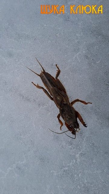 🔥 Кто это ползёт по льду? Невероятная встреча в январе! 🔥 #рыбалка #шортс