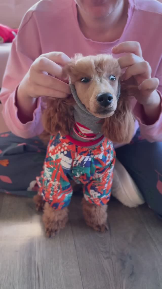 Что делать с пуделем, если на улице мороз смотреть онлайн