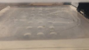 Семенное размножение орхидей! Протокорм 1 месяц.