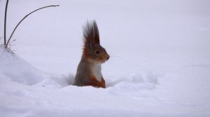 Одинокая голодная белка. Зарисовка