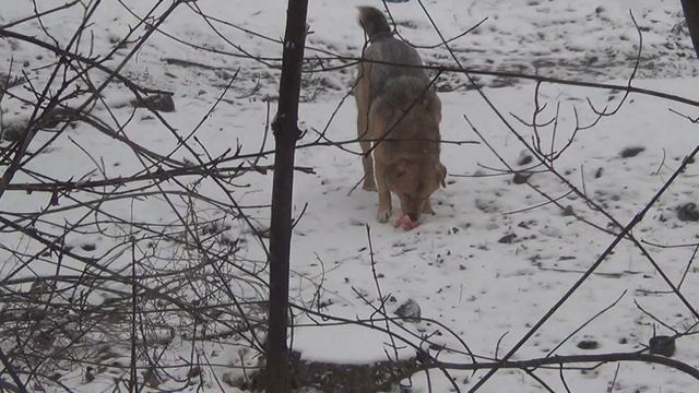 12 января 2026 года - переход от принятия пищи к атаке происходит мгновенно