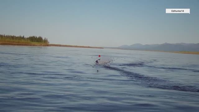 Охота на турпана в Якутии весна 2024 Часть 2