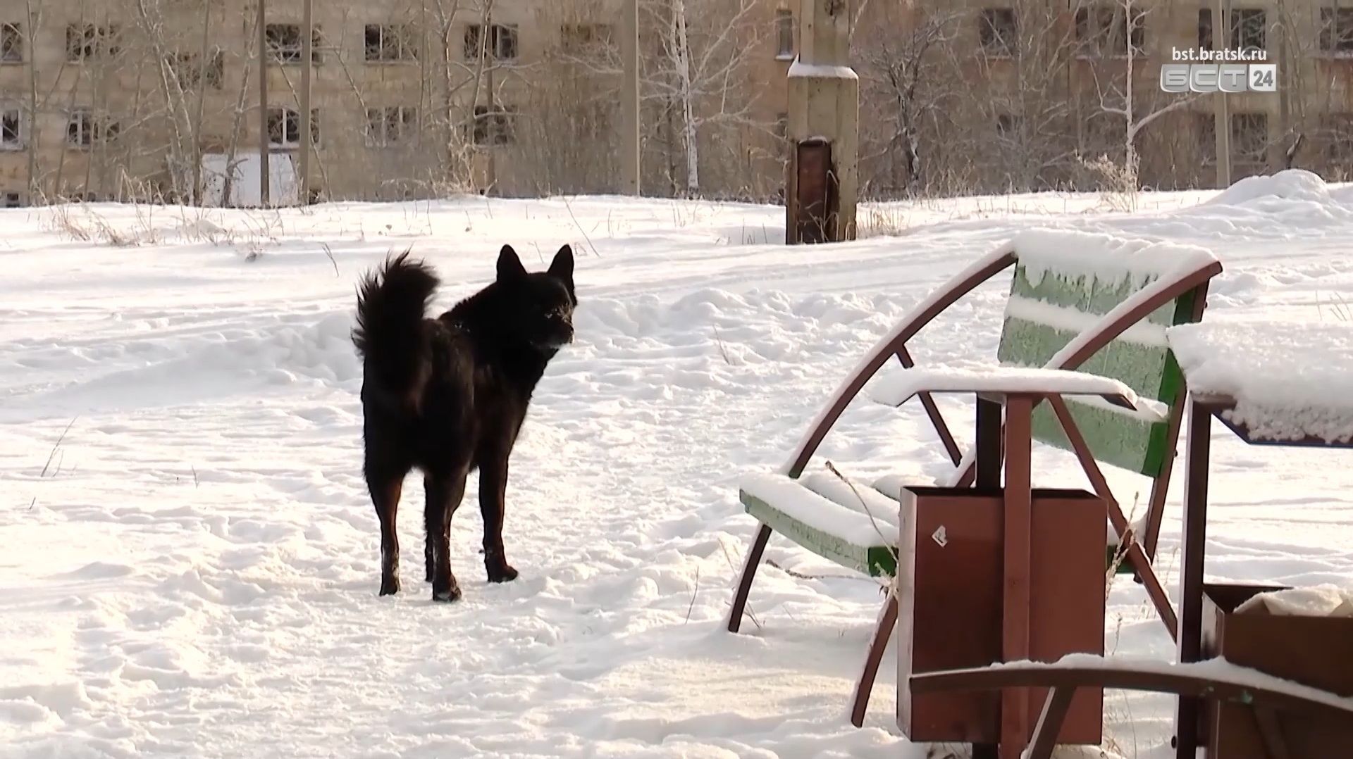 Подрядчика для отлова бездомных собак определили в Братске смотреть онлайн