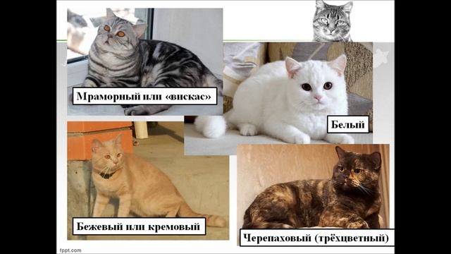Кошки – порода Scottish Straight смотреть онлайн