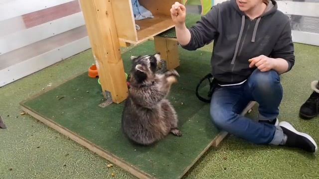 Енот выполняет команды хозяина смотреть онлайн