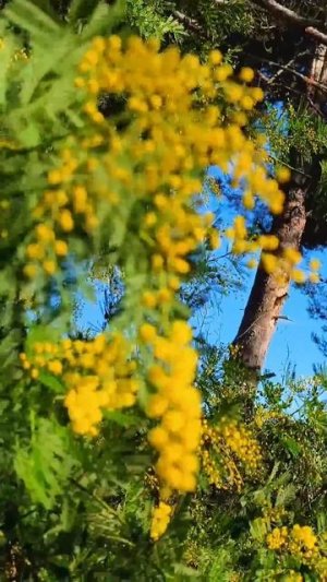 Со Старым Новым 2026 Годом,Друзья!!! А в Провансе мимоза зацвела. #провансаллочка