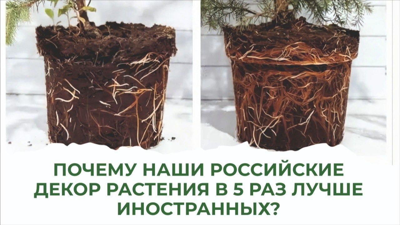 Шикарные, роскошные кустарники в саду. Как вырастить? смотреть онлайн