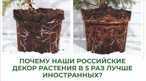 Шикарные, роскошные кустарники в саду. Как вырастить?