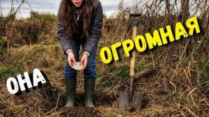 НЕ ВКЛЮЧАЙТЕ МЕТАЛЛОИСКАТЕЛЬ В ОГОРОДЕ… ЕСЛИ НЕ ГОТОВЫ К ТАКОМУ ФИНАЛУ