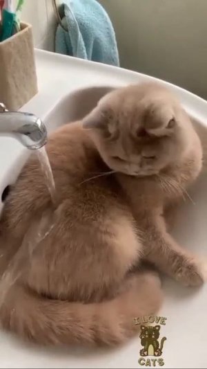 Видео от МЯУтаверс – как метавселенная, но с котами