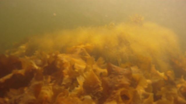 © "Поиски Соловецких колоколов" 2010 Мелководье, водоросли, подводные съемки 4009