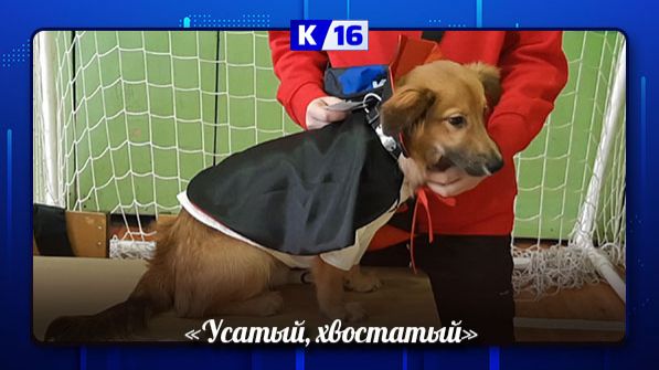 Городской кинологический праздник прошёл в клубе «Здоровье» смотреть онлайн