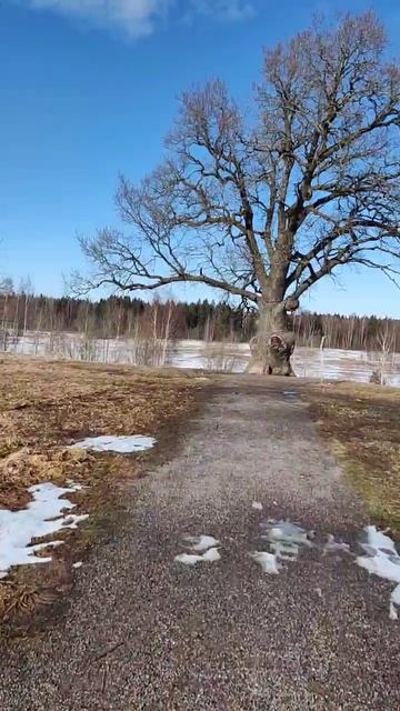 Старый дуб в Ириновке Памятник живой природы смотреть онлайн