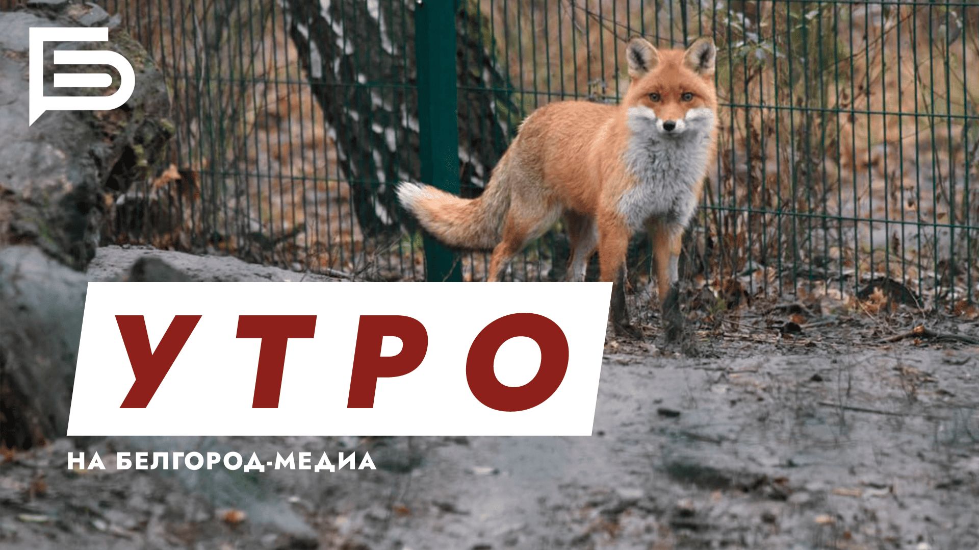 Утро Белгорода смотреть онлайн
