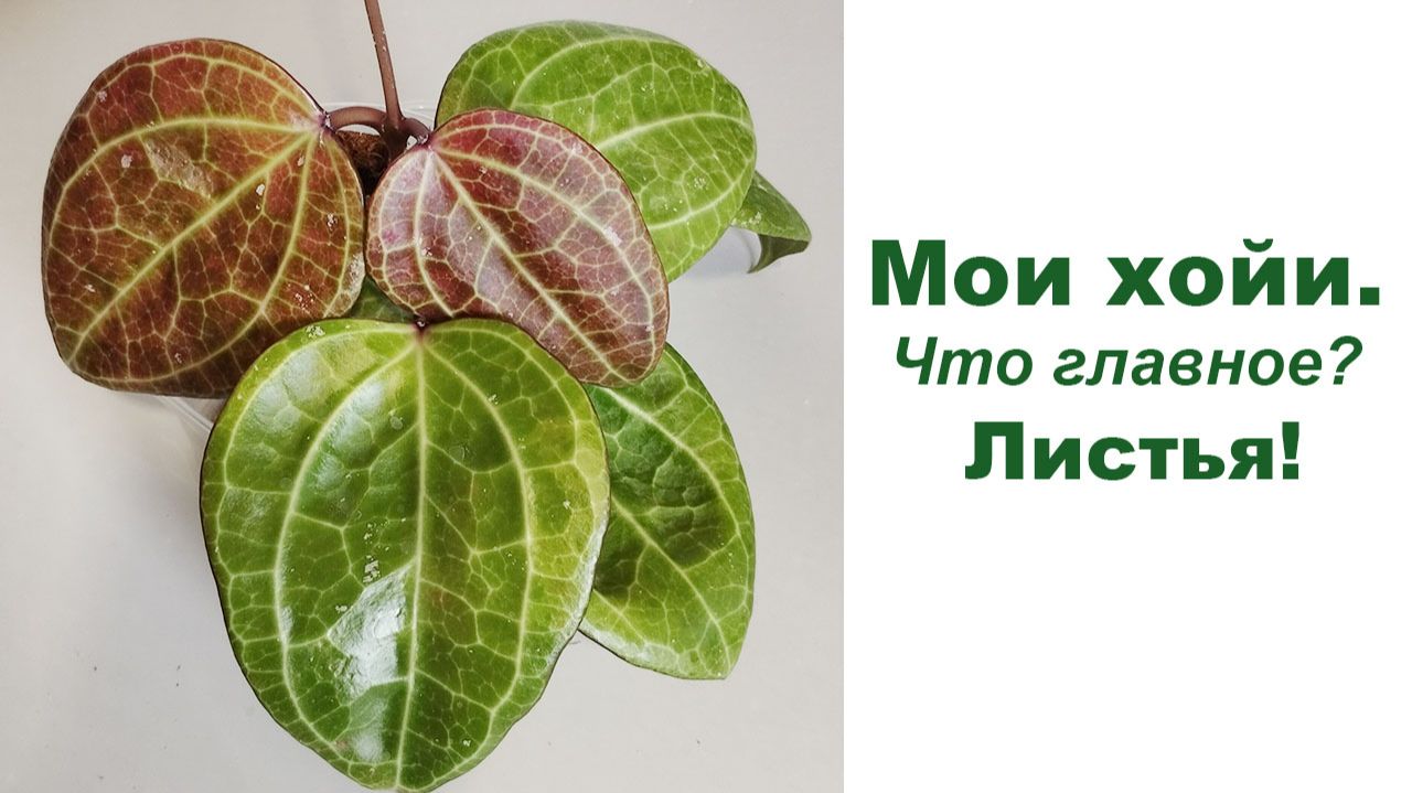 Мои хойи. Главное - это листья! смотреть онлайн