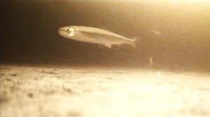 корюшка игнорирует приманки. подо льдом. сухое море