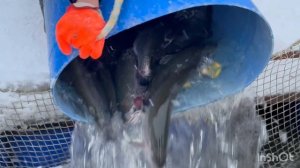 Очередная партия Форели,навеска 1.3-2+кг