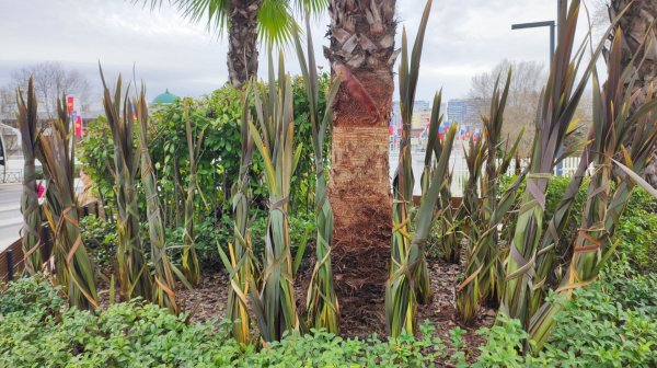 Зимний уход за растениями на юге России