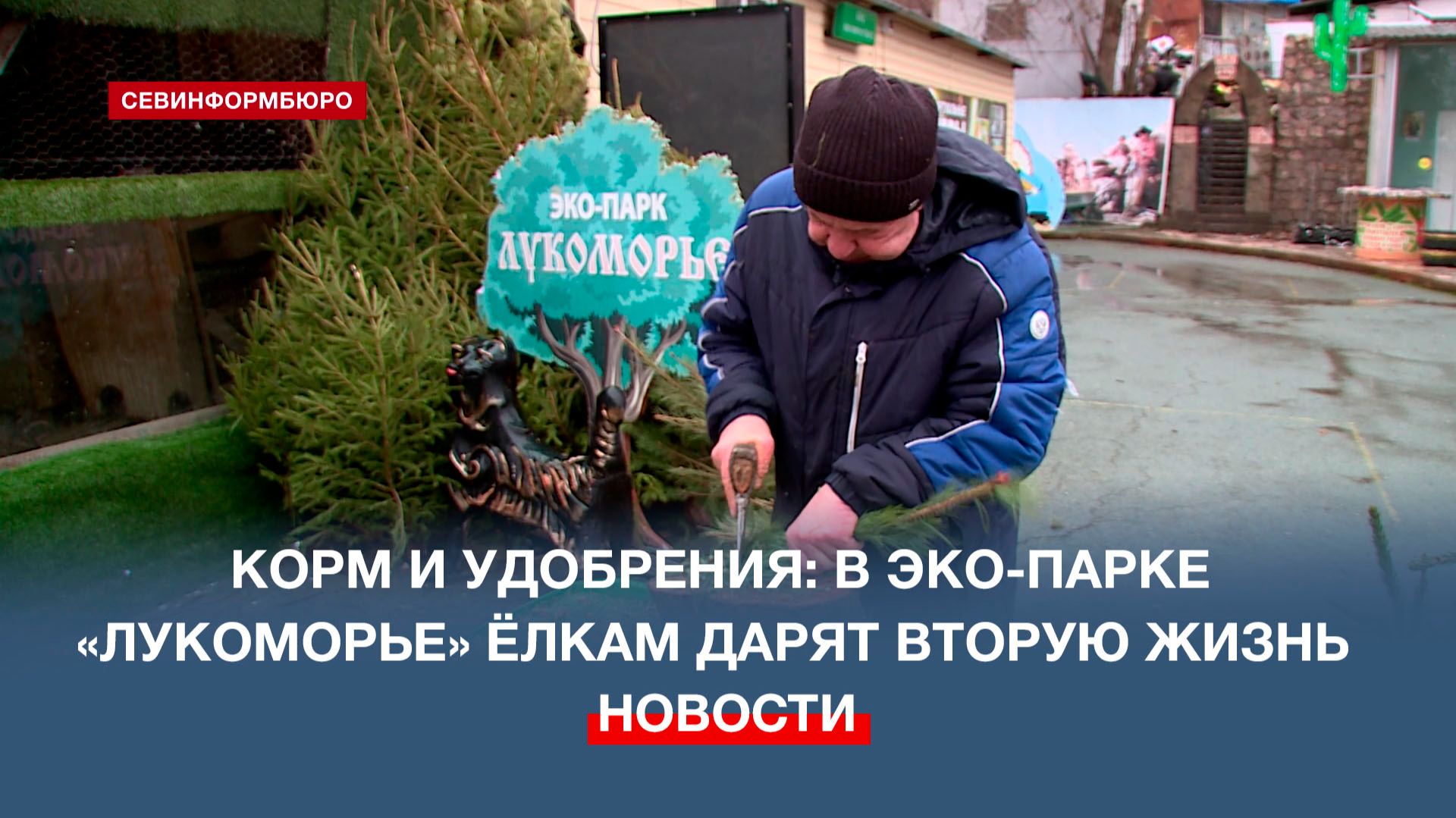 Корм и удобрения: в эко-парке «Лукоморье» ёлкам дарят вторую жизнь смотреть онлайн