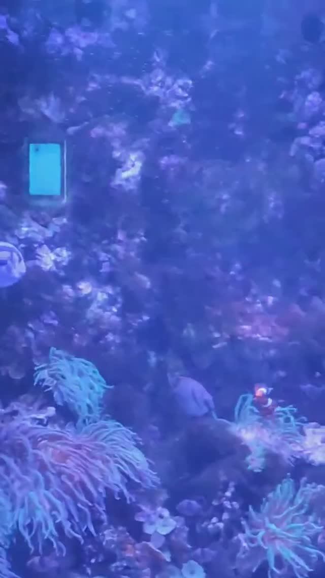 Океанариум в ТРЦ РИО г Москва 😍