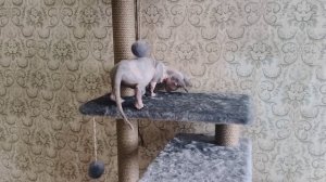 Keepers of the Fire Bacardi Blue Eurasia & Золото Фараонов