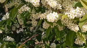 КАК НЕ ЛЮБИТЬ МНЕ ЭТУ ЗЕМЛЮ?