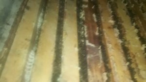 Пчелы много , ставим корпус с рамками . Увеличиваем объём гнезда .