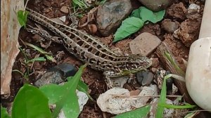 Эй я в моменте и кайфую ! Ящерицы. #ящерицы