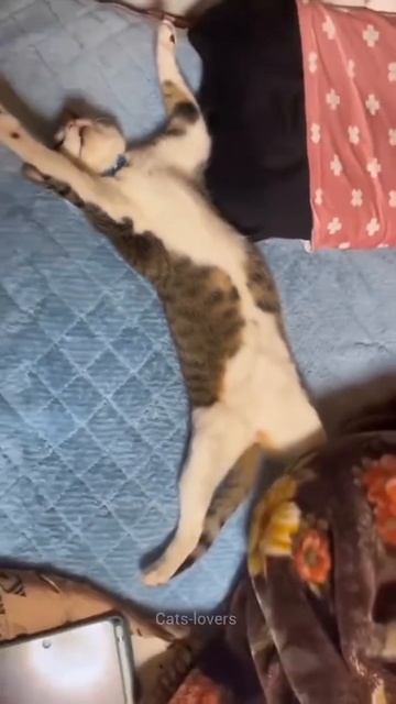 🐱 Позы сна кошек: разбираем все варианты! 😴 смотреть онлайн