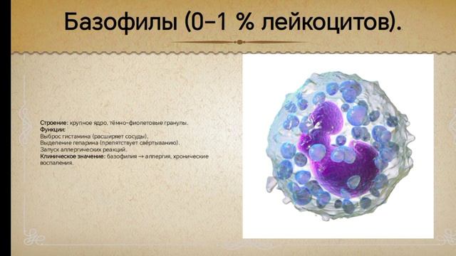 Виды лейкоцитов