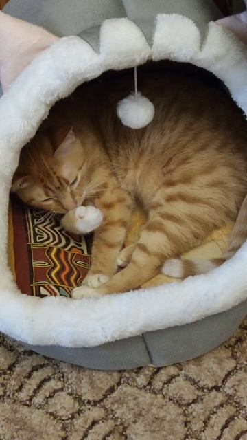 Жизнь у кота удалась смотреть онлайн