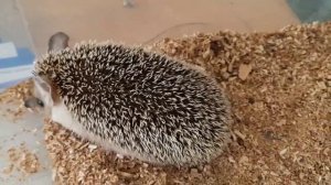 Как охотится еж