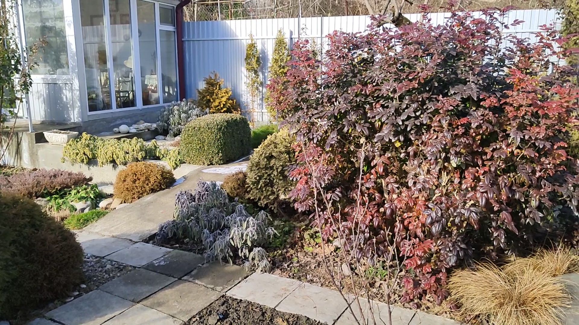 Как зимует мой южный сад, какие растения поменяли цвет, а какие остались зелеными 15.01.2026 г. смотреть онлайн