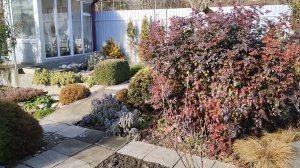 Как зимует мой южный сад, какие растения поменяли цвет, а какие остались зелеными 15.01.2026 г.