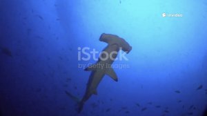 Удивительные факты о акуле молот