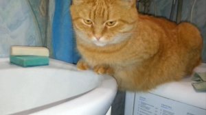 Рыжий кот и жажда