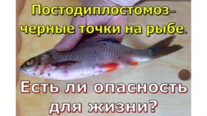 Постодиплостомоз-черные точки на рыбе.