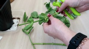 Как я впервые попробовала укоренить эустому — и что из этого вышло