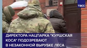 Директора нацпарка "Куршская коса" подозревают в незаконной вырубке леса
