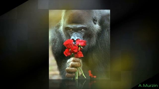 Юрий Бунтов - Слёзы осени смотреть онлайн