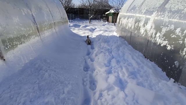 Середина января🕸🎄🌞 Готовимся к посадкам🍅🥒🌼 Кубань 🧡Дом в станице🏠 смотреть онлайн