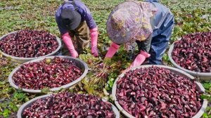 Сбор красной водяной кальтропы, Навыки очистки водной кальтропы