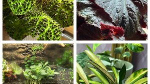 Обзор стеллажа с комнатными растениями!