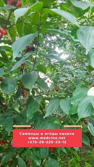 #Shorts Кизил смотреть онлайн