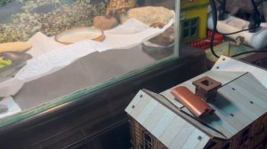 Уход и содержание среднеазиатской черепахи 🐢