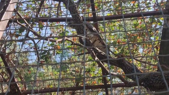 Как выглядит осоед смотреть онлайн