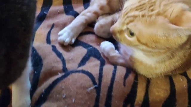 Котики отдыхают смотреть онлайн